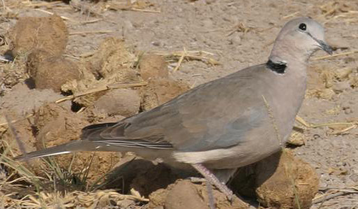 Ring-necked Dove